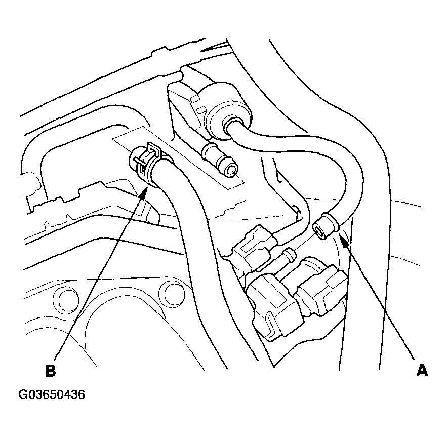 G03650436