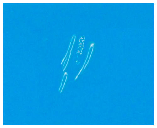 G15873511